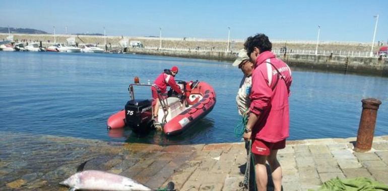 Aparece un delfín hembra varado en Peñarrubia con una anormal parasitación