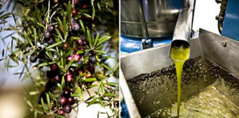 El compost de la aceituna recupera los suelos de mina 