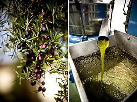 El compost de la aceituna recupera los suelos de mina 