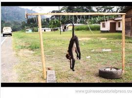 “En Clave de Vida”analiza la conservación animal en Guinea Ecuatorial