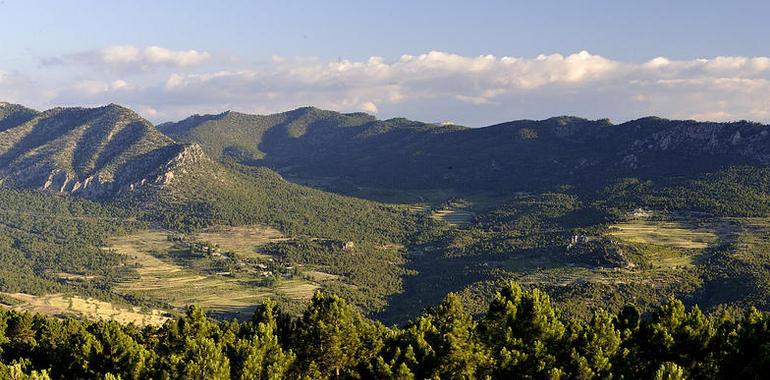 Proforbiomed busca el aprovechamiento energético de la biomasa forestal 