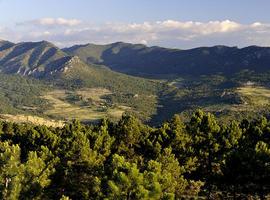 Proforbiomed busca el aprovechamiento energético de la biomasa forestal 