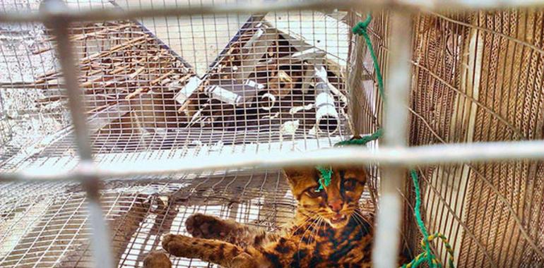 Tigrillo Margay recupera su salud tras haber sido rescatado de su tenencia ilegal en Loja