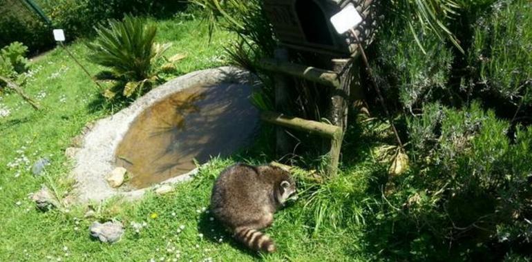 Los mapaches de Oviedo toman el sol