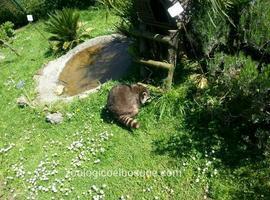 Los mapaches de Oviedo toman el sol