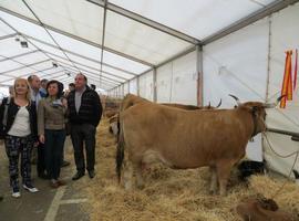 Agroganadería destinará más de 1,2 M€ para potenciar las razas ganaderas autóctonas 