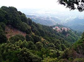 una nueva alianza frente a las amenazas a los bosques