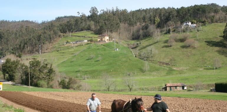 Servidumbre de paso: Serventía y tornabuey