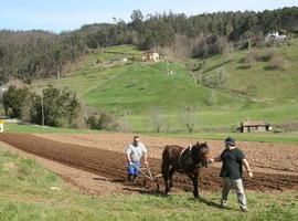 Servidumbre de paso: Serventía y tornabuey