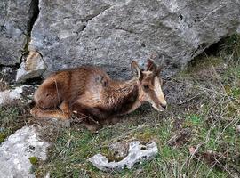 FORO alerta del riesgo para la cabaña ganadera por los cadáveres de los rebecos muertos por la sarna