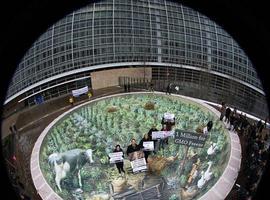 El Parlamento Europeo refuerza el derecho de los Estados a prohibir los cultivos de transgénicos