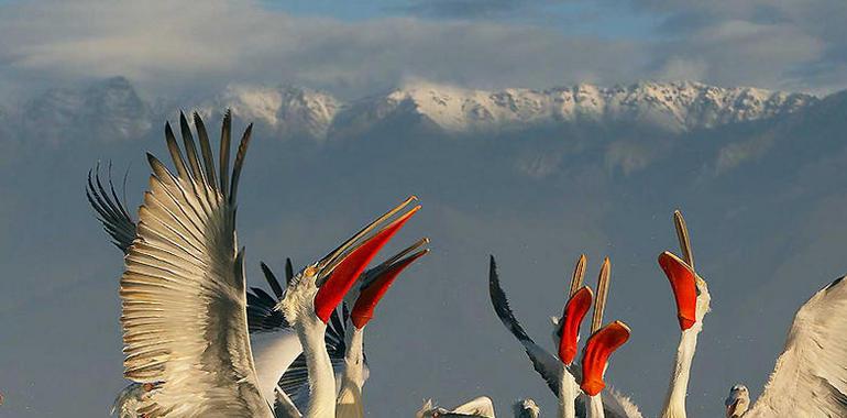  Mucho más que 3,5 millones de especies