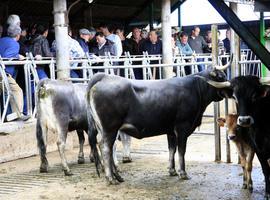 Tudancas y monchinas a menos de mil euros