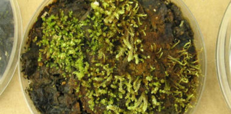 Resucitan plantas con más de 400 años congeladas en un glaciar