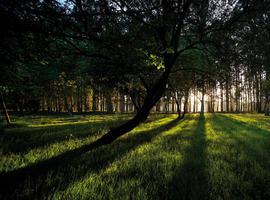 Ence denuncia amenazas de incendios por parte de un intermediario maderista