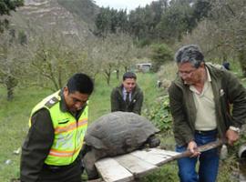 Tortuga de Galápagos rescatada en Ambato
