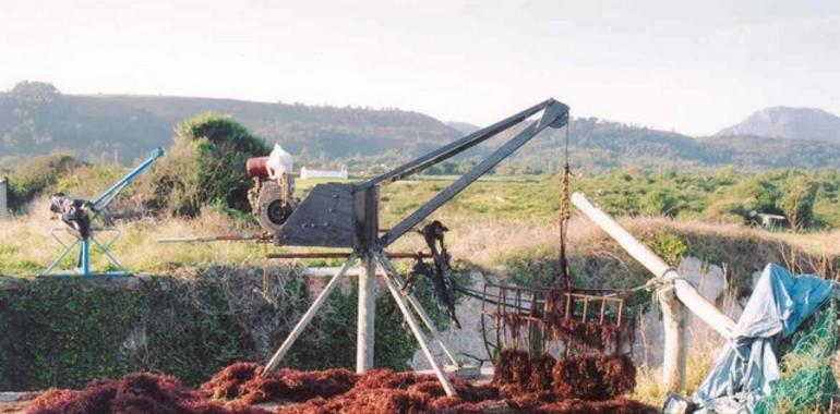 Servidumbre de polea para la extracción de algas de “arribazón” y de “litoral”