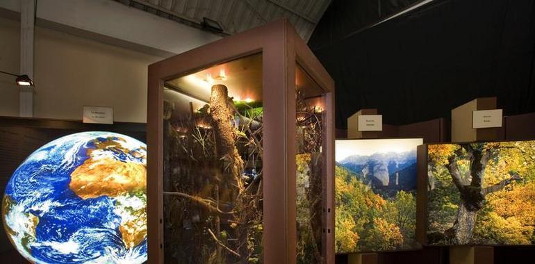 Exposición El bosque. Mucho más que madera, en Gijón