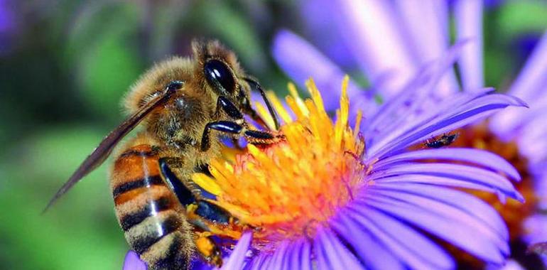 Ochocientas mil abejas al socorro del oso pardo y el urogallo