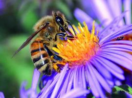 Ochocientas mil abejas al socorro del oso pardo y el urogallo