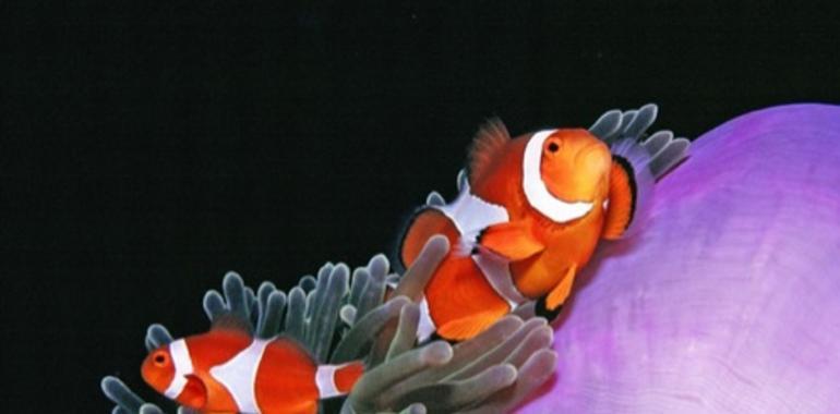 Top destinos de buceo del Mundo. Isla de Apo en el archipelago de las Filipinas