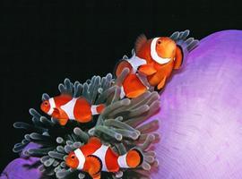 Top destinos de buceo del Mundo. Isla de Apo en el archipelago de las Filipinas