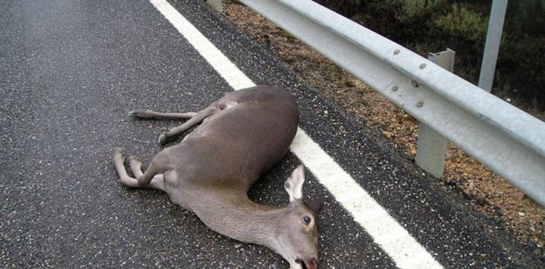 Una barrera química evita el acceso de los animales a las carreteras