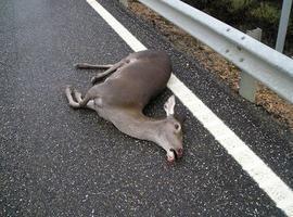 Una barrera química evita el acceso de los animales a las carreteras
