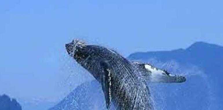 Pese a la prohibición, Islandia matará 184 ballenas de Aleta para comida de perros japoneses