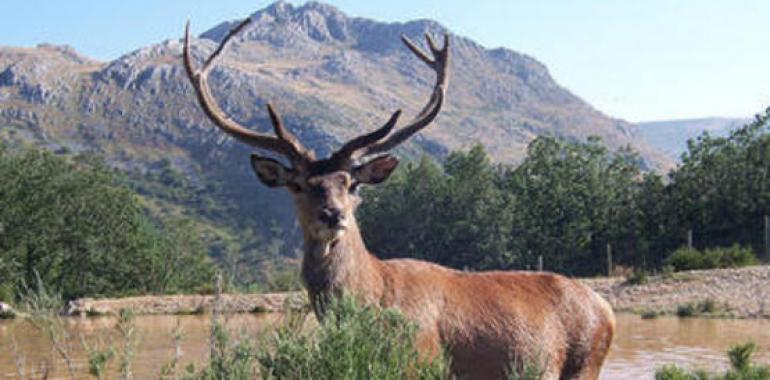 Aumenta la caza mayor en España, aunque hay menos cazadores