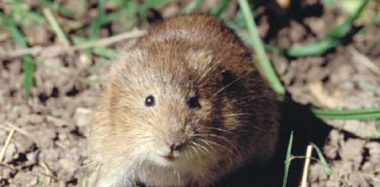 Aparece un ejemplar de rata de agua, que se creía extinta, en las marismas de Txingudi