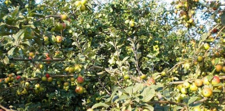 El Pase del Peregrino, un valioso apoyo para el viajero por la Comarca de la Sidra