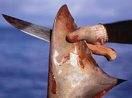La UE fortalece la prohibición del cercenamiento de aletas de tiburón