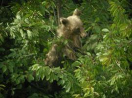 ¿Dónde vive el oso pardo cantábrico