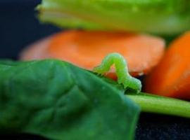 Frutas y verduras del supermercado: ¡aún están vivas! 