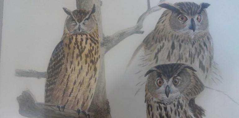 Guía de las aves de Asturias: una joya bibliográfica de Luis Frechilla editada por Cajastur