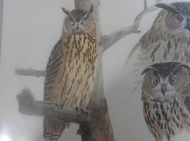 Guía de las aves de Asturias: una joya bibliográfica de Luis Frechilla editada por Cajastur