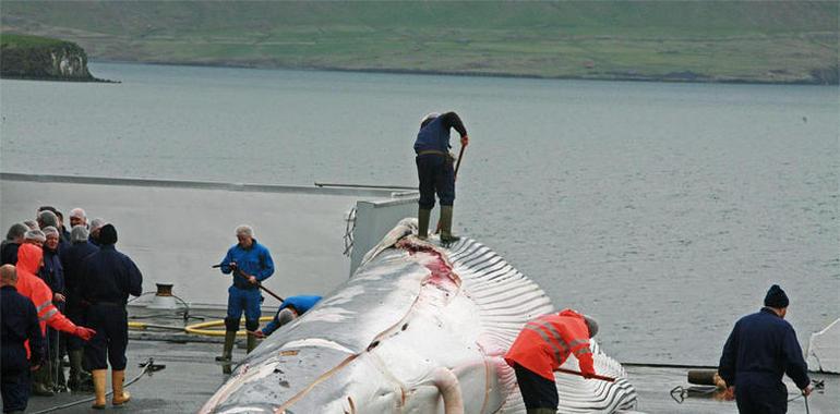 Greenpeace lamenta que Islandia reabra su caza comercial de ballenas