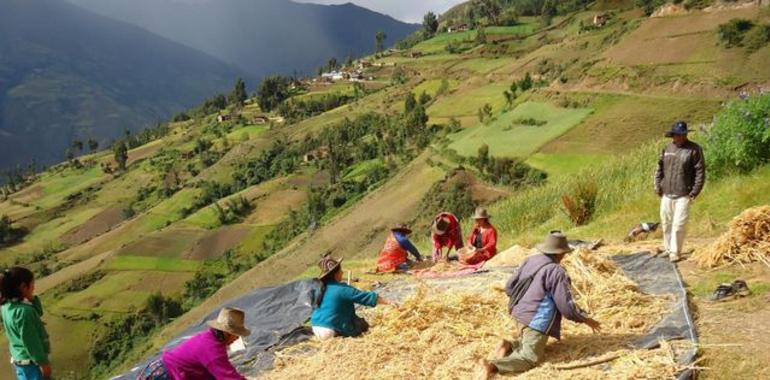 La quinua, receta ancestral para combatir el hambre