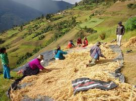 La quinua, receta ancestral para combatir el hambre