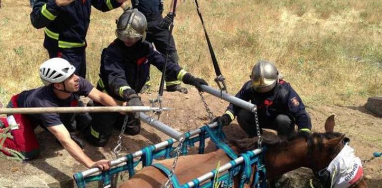 Rescatado con vida Khan, un caballo de 30 años que había caído hace días a un pozo