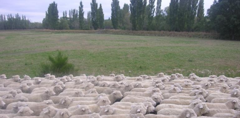 Analizan la capacidad de los ovinos para automedicarse