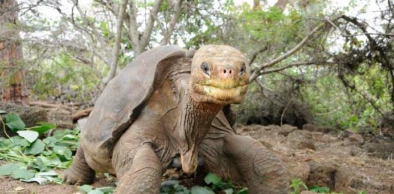 “Solitario George” en un sello postal con motivo del primer aniversario de su muerte