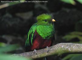Quetzal, el ave de Moctezuma