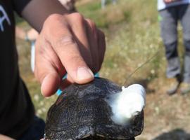 Sueltan ejemplares de galápago europeo para favorecer la recuperación de la especie en Madrid