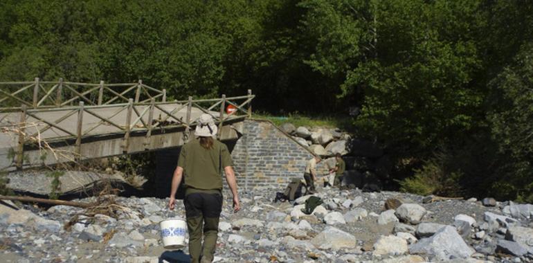 Rescatadas más de 200 truchas aisladas del curso principal del Río Ésera