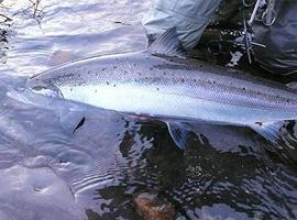 La Xunta repuebla con alevines de trucha común y salmón ríos de  de Lugo