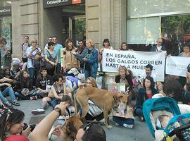 Piden a España que cese el maltrato hacia sus galgos
