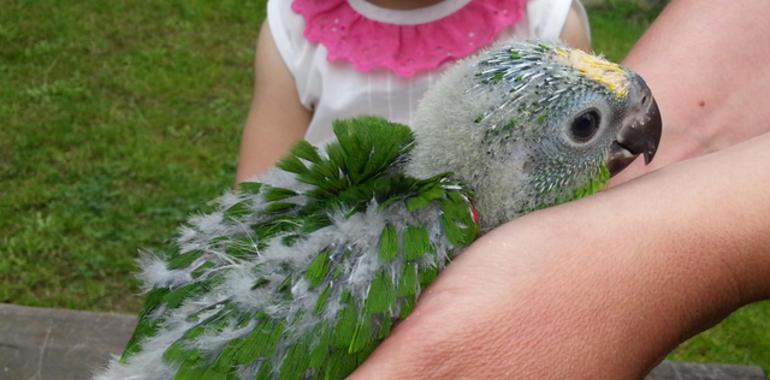 Nacen tres amazonas reales, especie protegida, en el Zoo de Oviedo