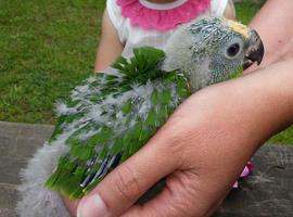 Nacen tres amazonas reales, especie protegida, en el Zoo de Oviedo
